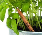 Sprout Plantable Graphite Pencils