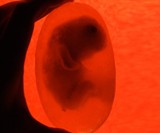 Fetus Soap Closeup