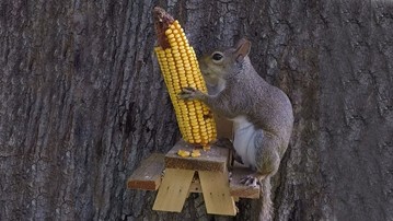 Picnic Table Squirrel Feeder Picnic Table Squirrel Feeder