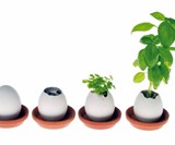 Eggling Crack & Grow Plants
