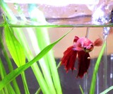 NoClean Desktop Aquarium