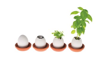 Eggling Crack & Grow Plants Eggling Crack & Grow Plants