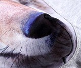 Wolf Crotch Underwear