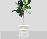 Monkey Planters