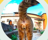 Cat Balls Calendar