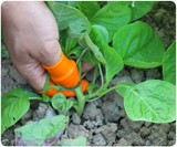 Silicone Thumb Knife for Gardening