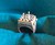 Chess Set in a Ring Chess Set in a Ring