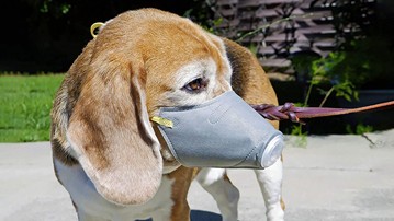 Face Mask for Dogs Face Mask for Dogs