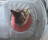 Hoonico Moomoo Bag Pet Carrier
