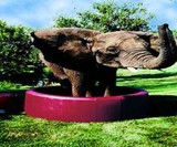 The Softub