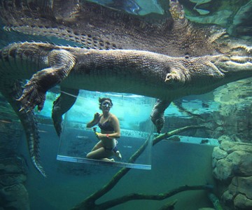 Cage of Death Crocodile Dive