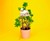 Plant-House Houseplant Treehouse Plant-House Houseplant Treehouse