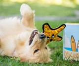BoxDog Custom Dog Subscription Boxes