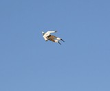Remote Control Superhero in Flight