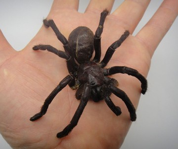 Edible Dehydrated Zebra Tarantula Edible Dehydrated Zebra Tarantula