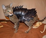 Cat Battle Armor