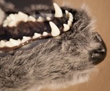 Wolf Coat