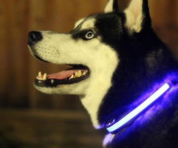 HALO LED Pet Collar HALO LED Pet Collar