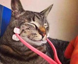 Cat Face Massager