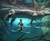 Cage of Death Crocodile Dive Cage of Death Crocodile Dive