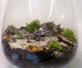 Breaking Bad Terrarium