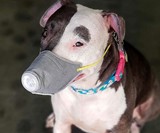 Face Mask for Dogs