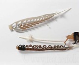 Chris Maynard Feather Art