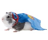Guinea Pig Halloween Costumes