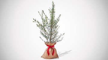 PlantOGram Live Frantoio Olive Container Tree PlantOGram Live Frantoio Olive Container Tree
