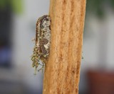 Praying Mantis Eggs