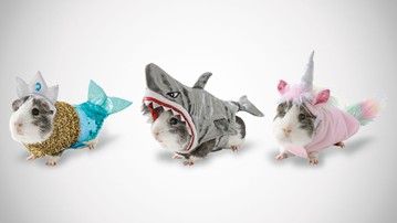Guinea Pig Halloween Costumes Guinea Pig Halloween Costumes