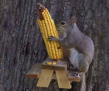 Picnic Table Squirrel Feeder