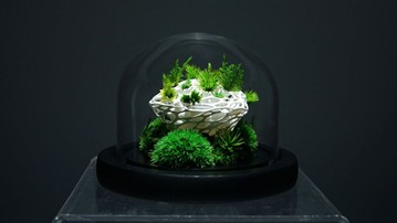 TerraLiving Preserved Moss Terrariums TerraLiving Preserved Moss Terrariums