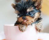 Yorkie