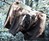 Grizzly Bear Underwear Grizzly Bear Underwear