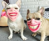 Human Face Dog Masks
