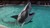 The Best Shark Themed Gifts The Best Shark Themed Gifts