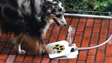 Bow Wow Water Fountain Bow Wow Water Fountain