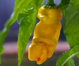 Peter Pepper Seeds