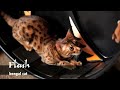 Cat Hamster Wheel