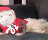 Ferret Hoodie