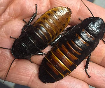 Sexed Pair of Madagascar Hissing Cockroaches