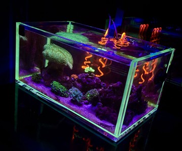 Voodoo Tanks - Aquariums with Glowing Edges Voodoo Tanks - Aquariums with Glowing Edges