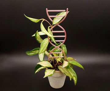 DNA Plant Trellis DNA Plant Trellis