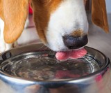 TEEF! - Drinkable Dog Dental Health
