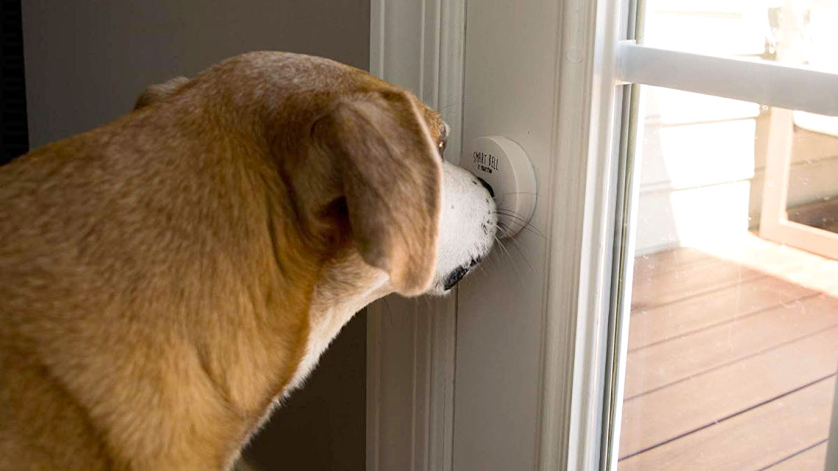 Mighty Paw Smart Bell for Dogs Mighty Paw Smart Bell for Dogs