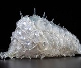 Nausicaa of the Valley of the Wind Transparent Ohmu