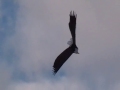 9-1/2-Foot Remote Controlled Bald Eagle