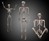 Crazy Bonez Pose-N-Stay Skeleton Crazy Bonez Pose-N-Stay Skeleton