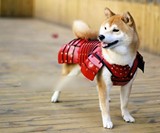 Samurai Pet Armor for Cats & Dogs